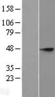 ST8SIA3 Protein (Over-Expression Lysate Myc-DDK (Flag))