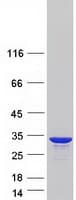 Human HSD17B14 Protein (Recombinant Myc-DDK (Flag))