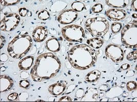 TS / Thromboxane Synthase Antibody (clone OTI1H9, Carrier-free)