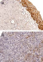 BAG5 Antibody (aa168-187)