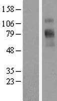 SLC6A9 / GLYT1 Protein (Over-Expression Lysate Myc-DDK (Flag))