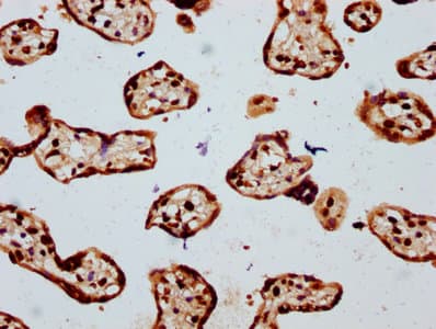 HIST1H4I Antibody