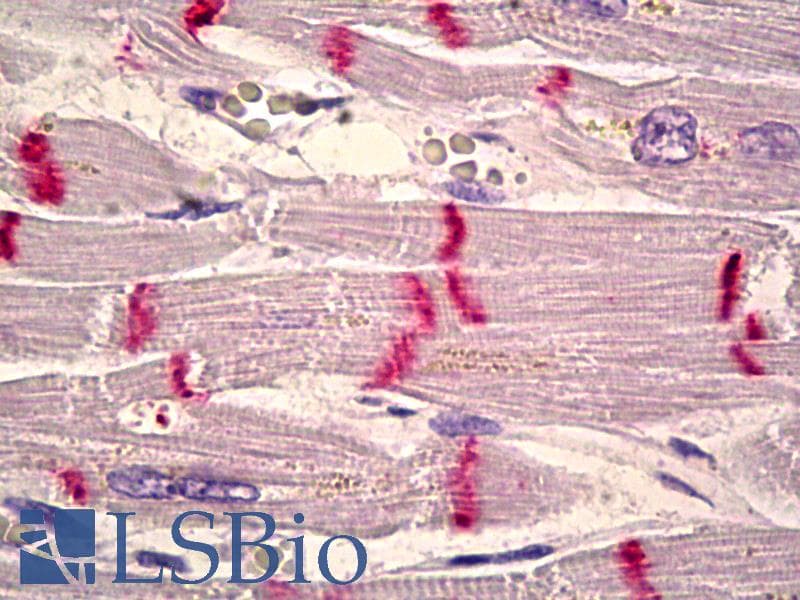 IHC-plus™ Monoclonal Mouse anti-Chicken CDH2 / N Cadherin Antibody (clone GC-4, IHC, IF, WB)