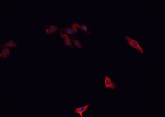 Securin / PTTG1 Antibody