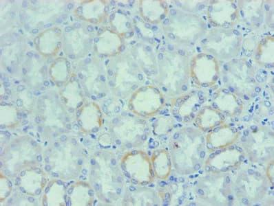 SPP1 / Osteopontin Antibody