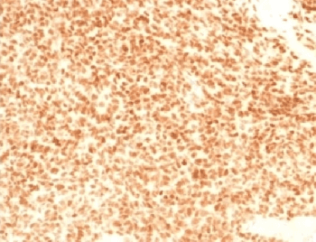 NKX2-2 Antibody (clone NX2/1524, Azide-free, BSA-free)