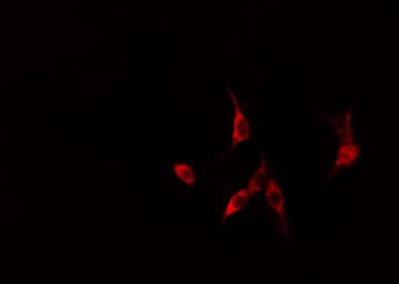 Polyclonal Rabbit anti-Human GGH / Gamma-Glutamyl Hydrolase Antibody (IF, WB)