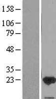 FAIM Protein (Over-Expression Lysate Myc-DDK (Flag))