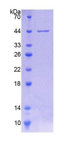 Human CLOCK Protein (Recombinant His-T7)