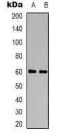 Polyclonal Rabbit anti-Human CHRM5 / M5 Antibody (Internal, IF, WB)