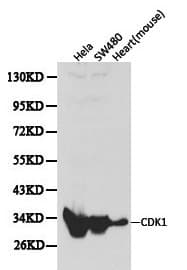 CDK1 / CDC2 Antibody
