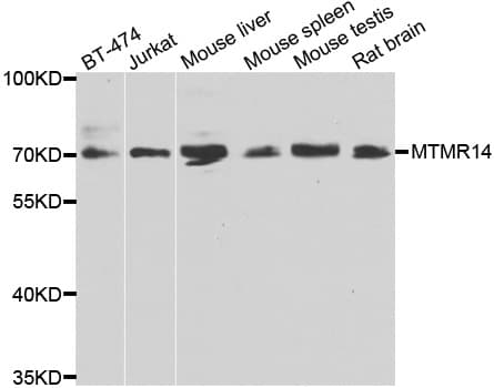 MTMR14 Antibody