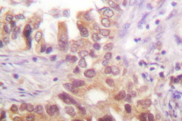IRF3 Antibody (Ala379)