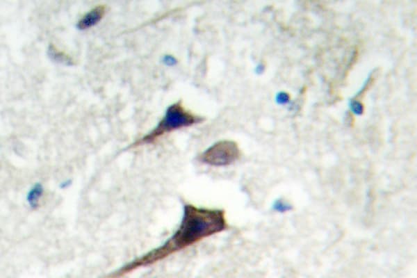 YWHAE / 14-3-3 Epsilon Antibody (Asp238)