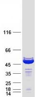 Human HOMER3 / Homer 3 Protein (Recombinant Myc-DDK (Flag))