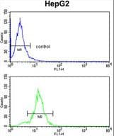 IHC-plus™ Polyclonal Rabbit anti-Human SLC38A3 / SNAT3 Antibody (aa442-468, IHC, WB)