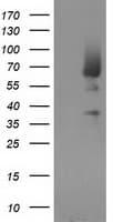 Monoclonal Mouse anti-Human MGRN1 Antibody (clone OTI1E12, IF, WB)