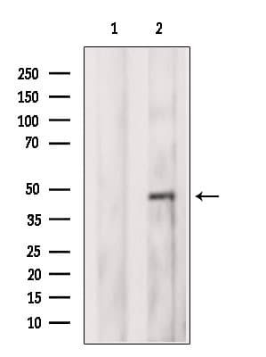 SH3BP5 / SAB Antibody