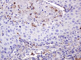 FAM234A Antibody (clone OTI3B3)