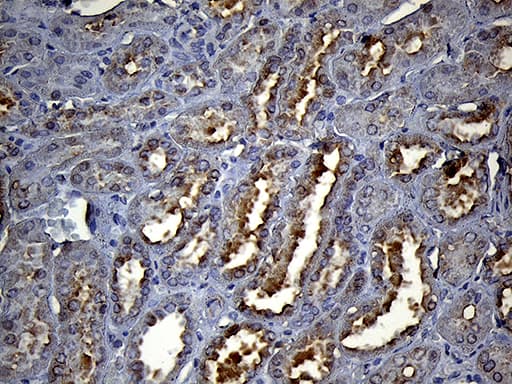 HS1BP3 Antibody (aa145-392, clone OTI10D9)