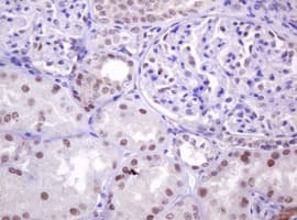 PCNA Antibody (clone OTI4B2)