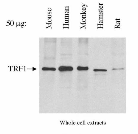 TRF1 / TERF1 Antibody (clone 57-6, Biotin)