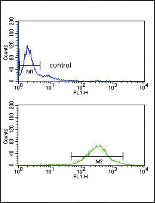 Polyclonal Rabbit anti-Human GOT2 Antibody (aa33-61, WB)