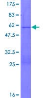 Human PGRMC2 Protein (Recombinant GST)