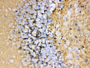 GAP43 Antibody (aa216-238)