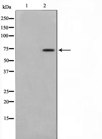 Polyclonal Rabbit anti-Human MED17 / TRAP80 Antibody (IF, WB)