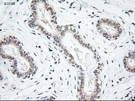 Monoclonal Mouse anti-Human NTF3 / Neurotrophin 3 Antibody (clone OTI5A2, IHC, IF, WB)