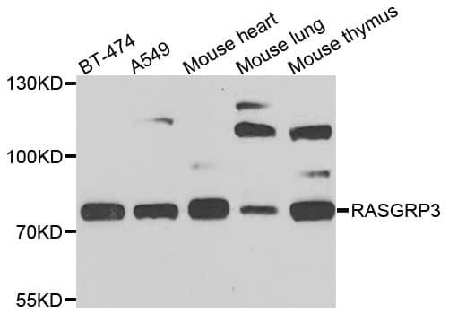 RASGRP3 / GRP3 Antibody