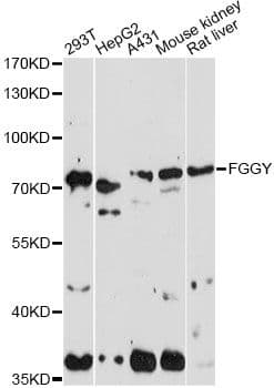 FGGY Antibody