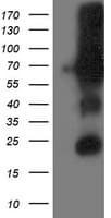Dipeptidyl Peptidase 3 / DPP3 Antibody (clone OTI2D9)
