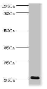 Polyclonal Rabbit anti-Human PRND / DOPPEL Antibody (aa20-160, IHC, WB)