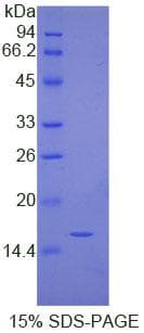 Human IgG4 Protein (Recombinant His-T7)