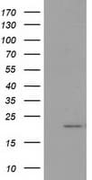 PDF / PLAB Antibody (clone OTI3F3)