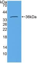 Cow Insulin Protein (Recombinant His-GST, N-terminus)