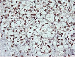DNM1L / DRP1 Antibody (clone OTI2E7)