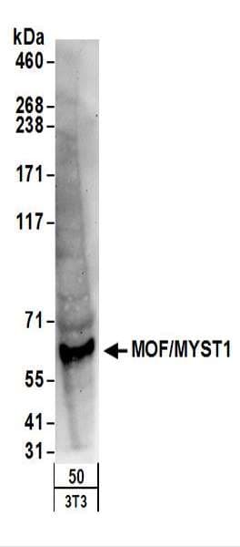 MYST1 Antibody (aa1-50)