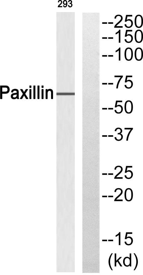 PXN / Paxillin Antibody (p178)