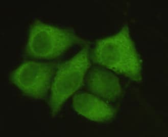 PPP1CA / PP1-Alpha Antibody