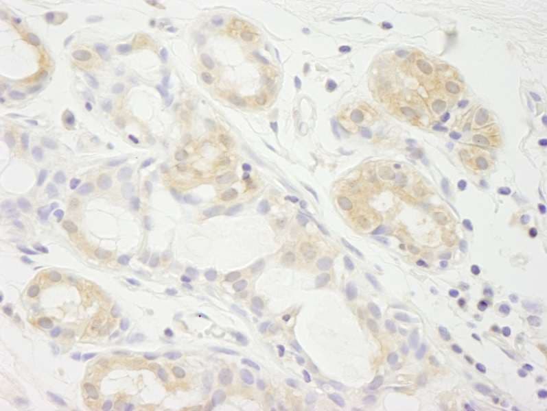 EIF2A / EIF2 Alpha Antibody (aa525-575)