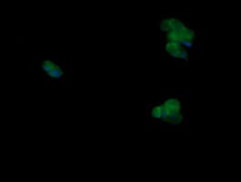 MAPK9 / JNK2 Antibody (clone OTI4D1)