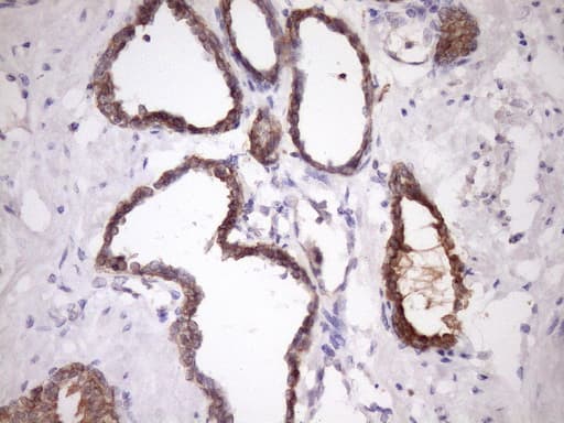 SNRPB2 Antibody (clone OTI3D9)