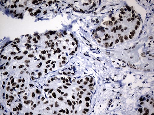 POLR2A / RNA polymerase II Antibody (aa1351-1614, clone OTI3C8, Carrier-free)