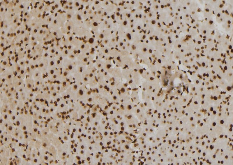 CENPO Antibody