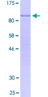 Human FAM129C Protein (Recombinant GST)