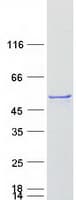Human CYP3A4 / Cytochrome P450 3A4 Protein (Recombinant Myc-DDK (Flag))