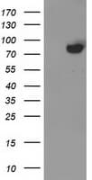 ACSS2 / ACAS2 Antibody (clone OTI2C6)